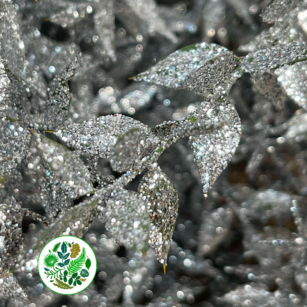 Ruscus &#39;Wild&#39; (Painted &amp; Glitter) (DRY) (x5)