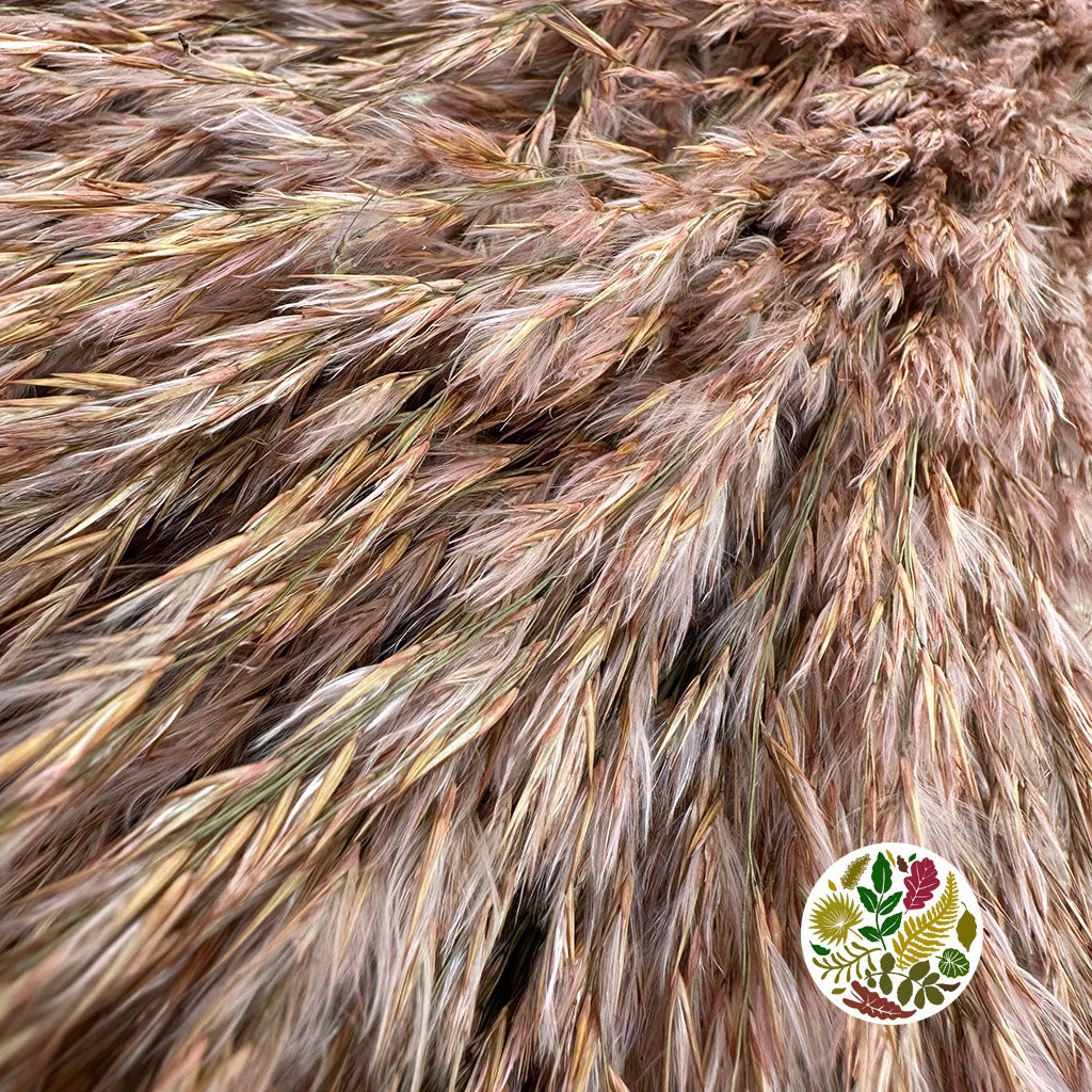 Grass 'Reed Grass' (Wild Plume) (Coloured) (DRY) (x10)
