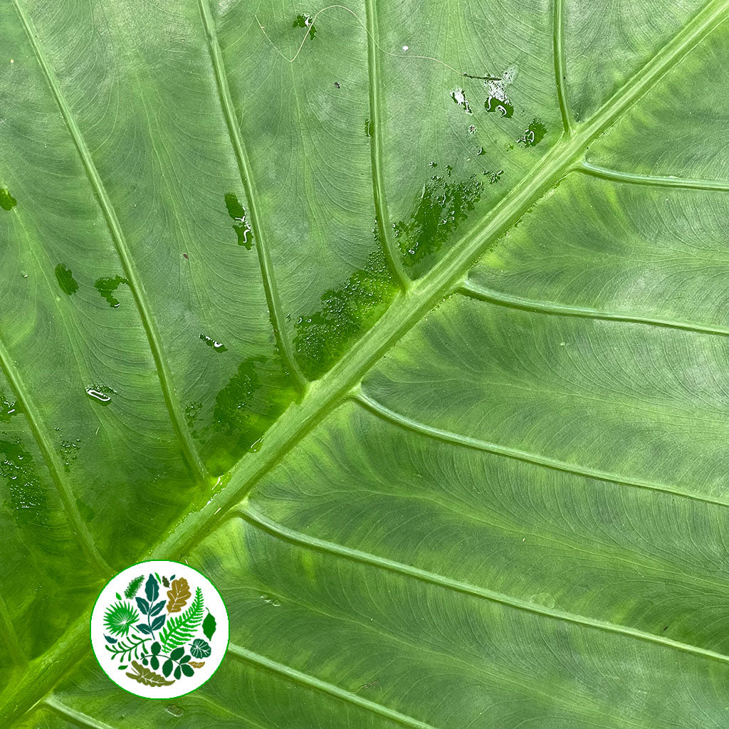 Alocasia &#39;Colocasia&#39; Leaves (Green) (Various Sizes)