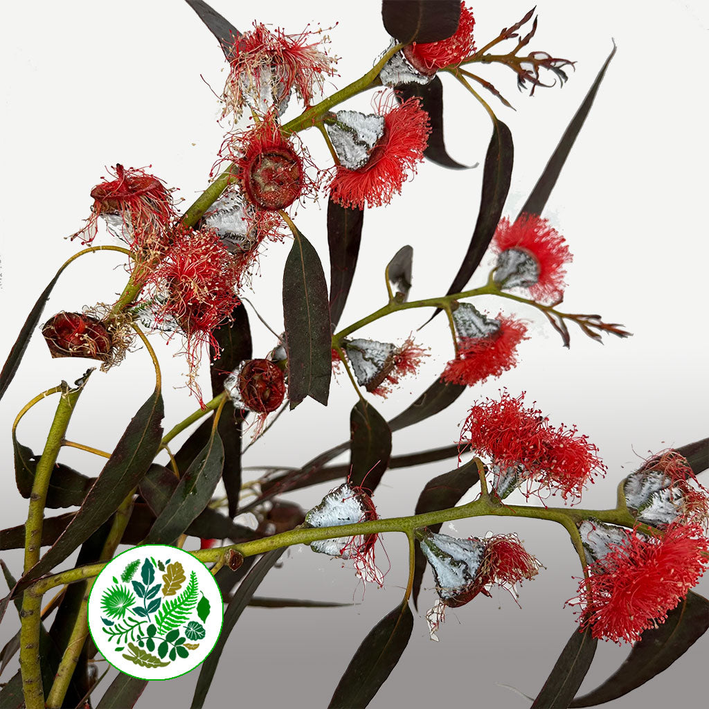 Eucalyptus &#39;Robusta Flowering&#39; 70cm 400g (Aspirated)(Various Colours)