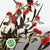 Eucalyptus 'Robusta Flowering' 70cm 400g (Aspirated)(Various Colours)