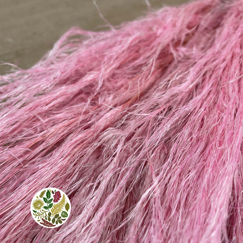 Grass 'Pampas' (Evita) (Various Colours) (DRY) 120cm (x5)