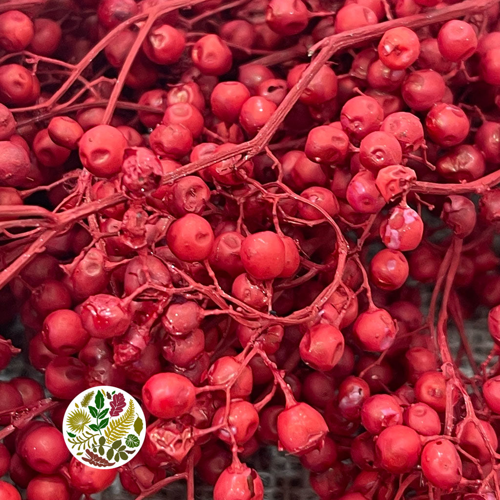 Schinus Molle Fruit (Painted) (DRY) (Various Colours)