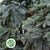 Garland 'Blue Pine' (Various Lengths) 'Per Foot'
