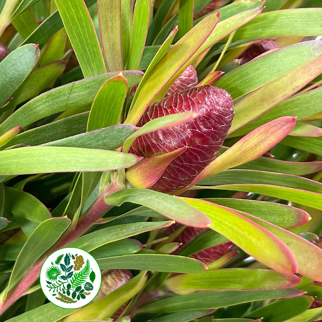 Leucadendron Ayoba 'Cherry Pearl' (Various Lengths)