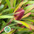 Leucadendron 'Ayoba' (Cherry Pearl) (Various Lengths)