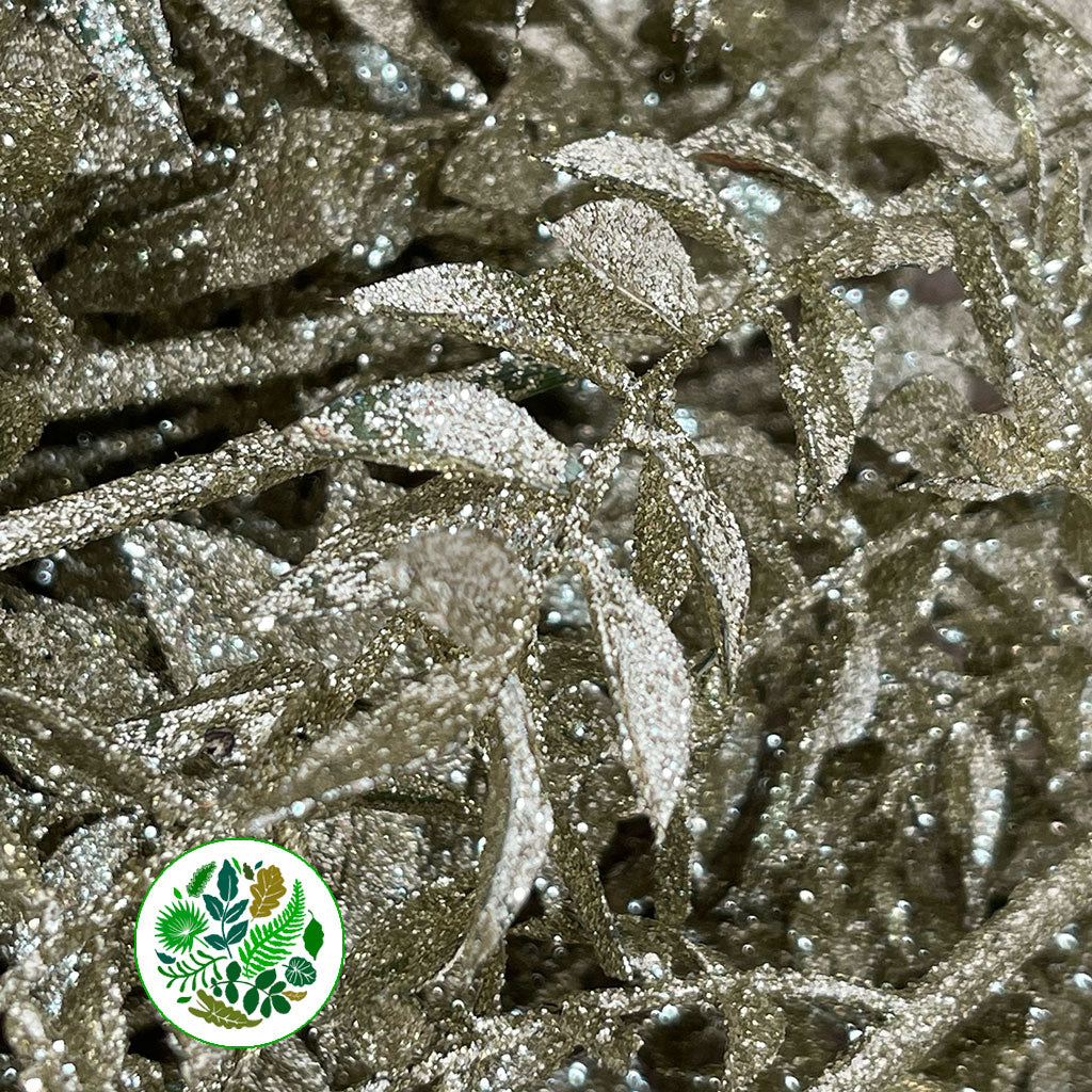 Ruscus &#39;Wild&#39; (Painted &amp; Glitter) (DRY) (x5)