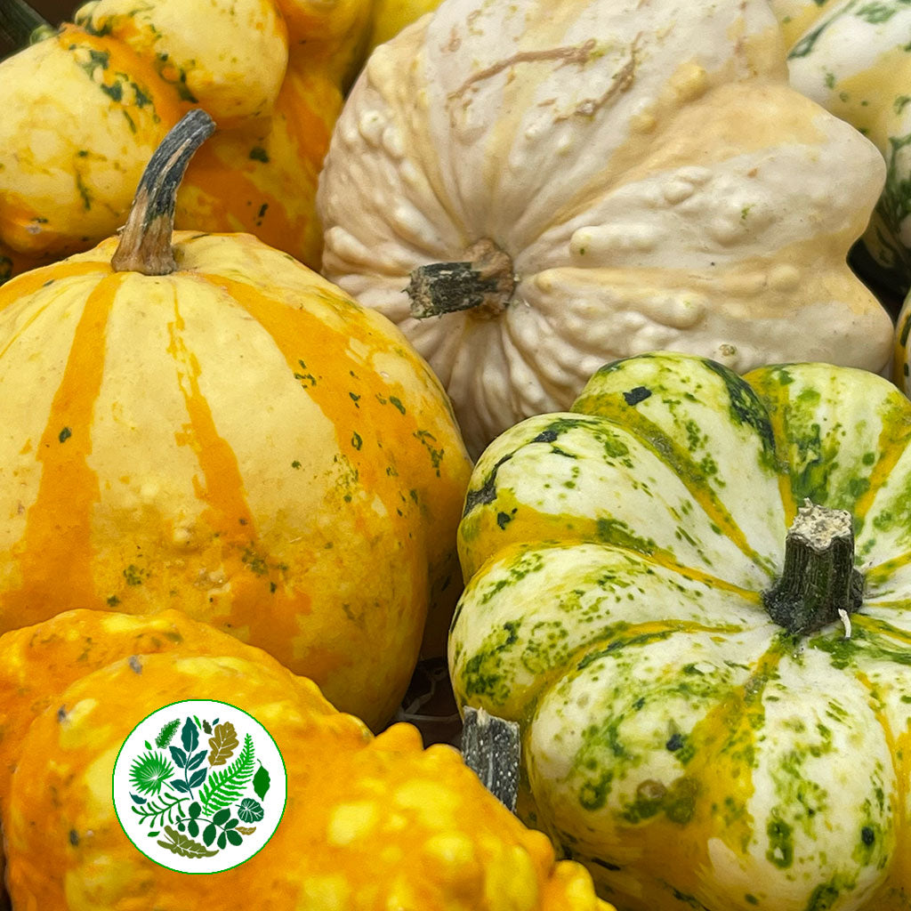 Gourds &#39;Mix Trays&#39; (Various Types)