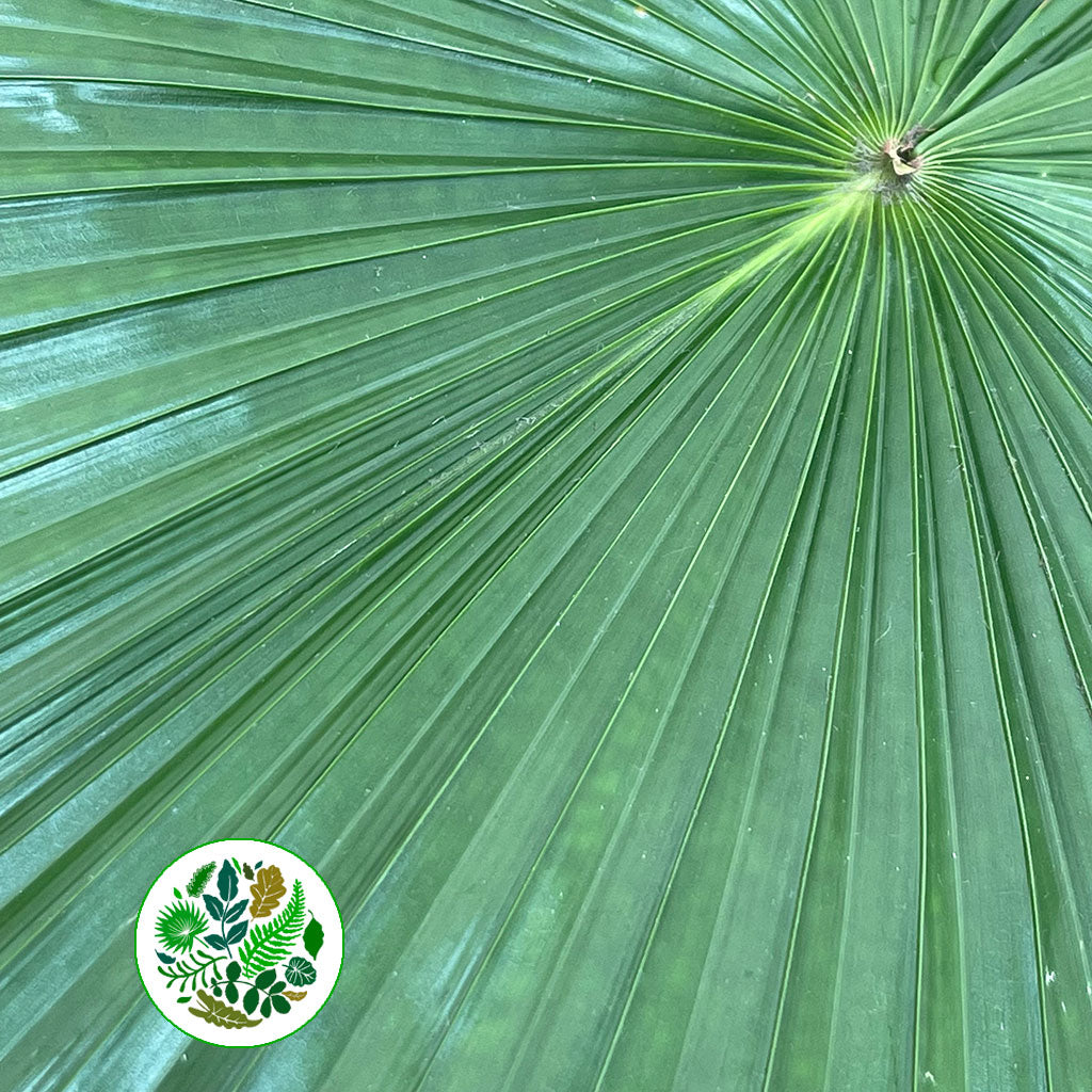 Palm &#39;Livistonia&#39; Rotundifolia Leaves (Various Sizes)
