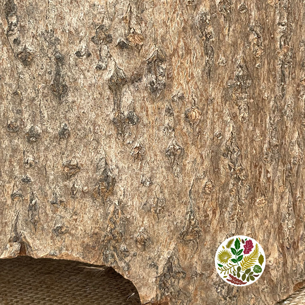 Bark Pot 'Ulmea' (DRY) (Various Sizes)