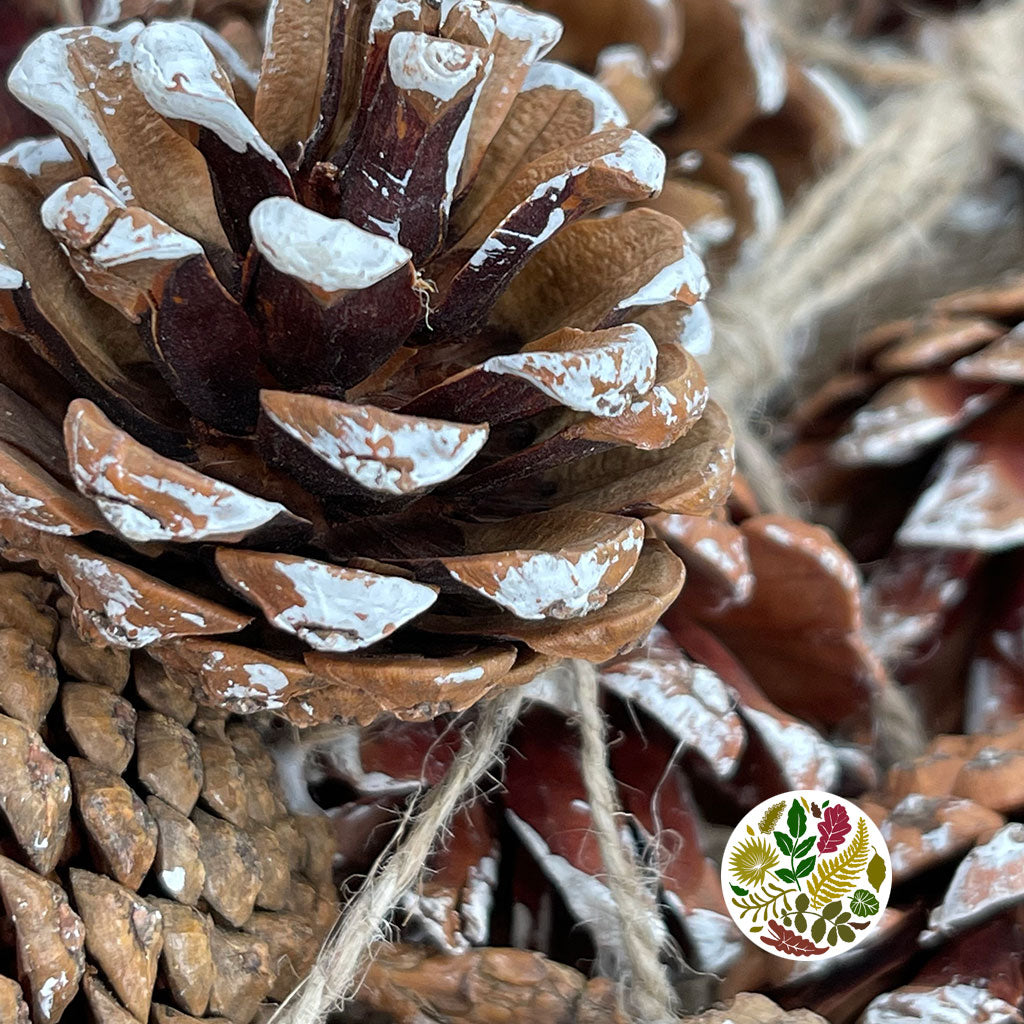 Garland &#39;Cone Cluster&#39; (White Tip) (Painted) (DRY) (Various Sizes)