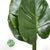 Monstera 'Leaves' (Various Sizes)