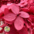 Hydrangea Flower (x2) (Various Colours) (DRY)