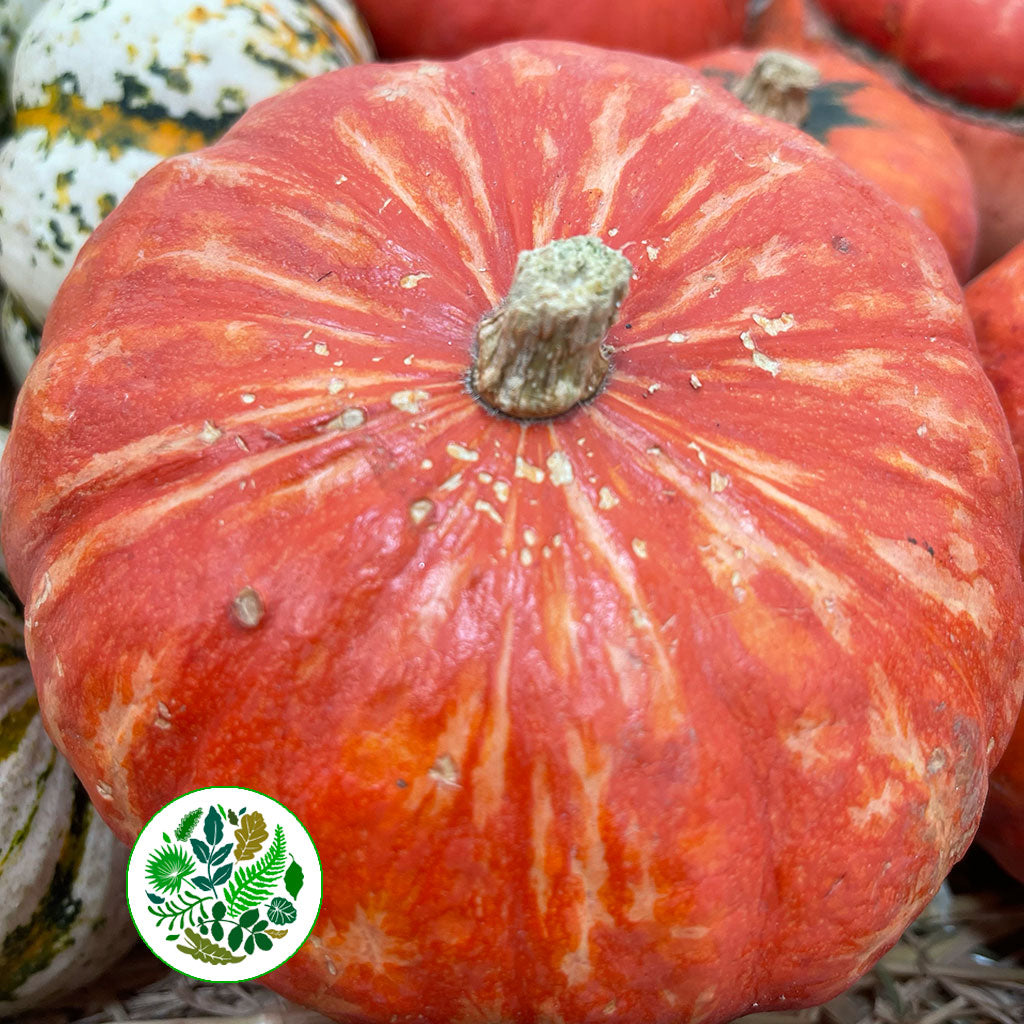 Gourds &#39;Mix Trays&#39; (Various Types)