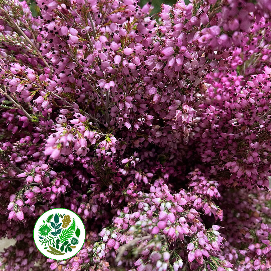 Heather (Erica) Pink (Various Sizes)