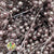Schinus Molle Fruit (Painted) (DRY) (Various Colours)