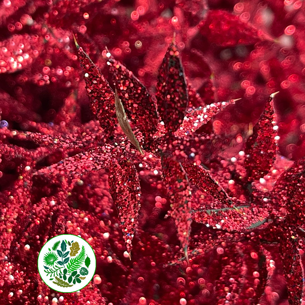 Ruscus &#39;Wild&#39; (Painted &amp; Glitter) (DRY) (x5)