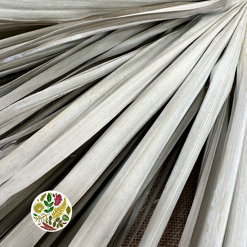 Palm &#39;Chamaerops&#39; (White Frosted) DRY (x10)