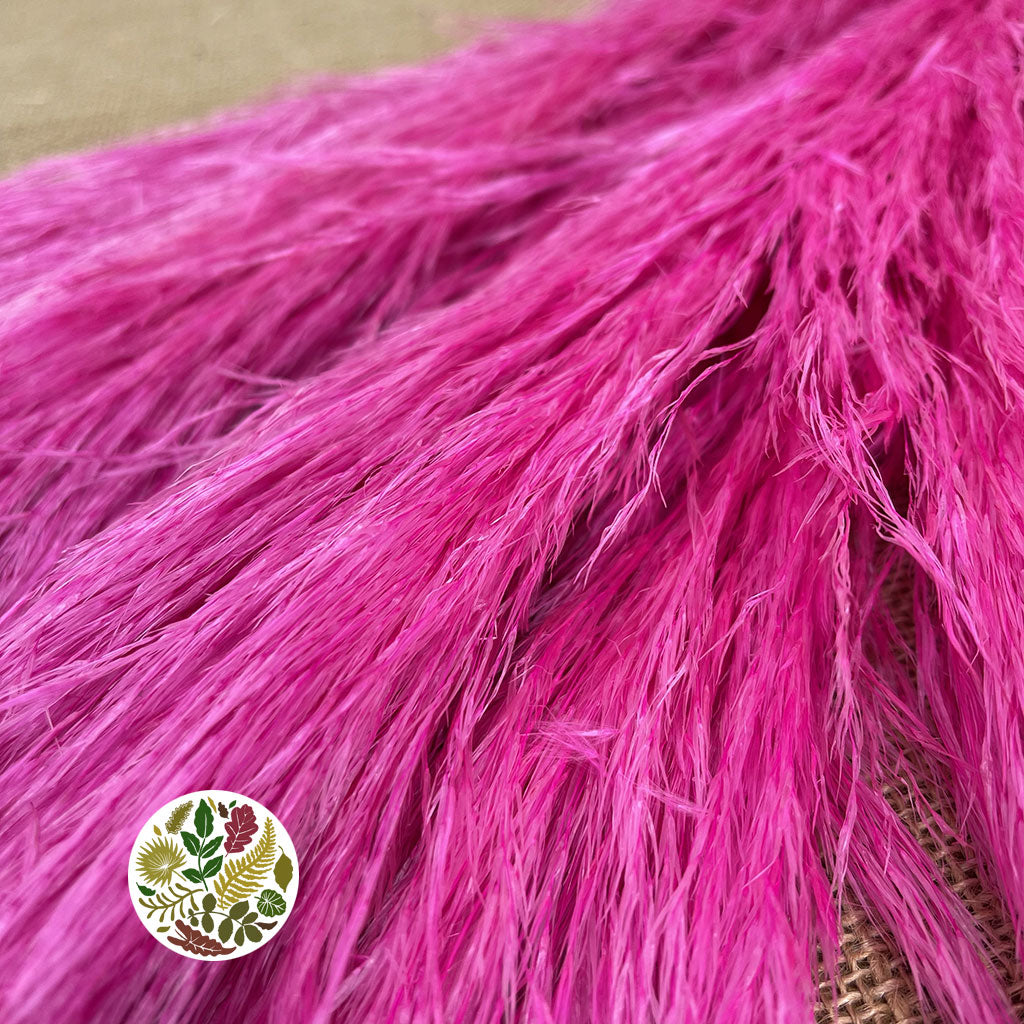 Grass 'Pampas' (Evita) (Various Colours) (DRY) 120cm (x5)