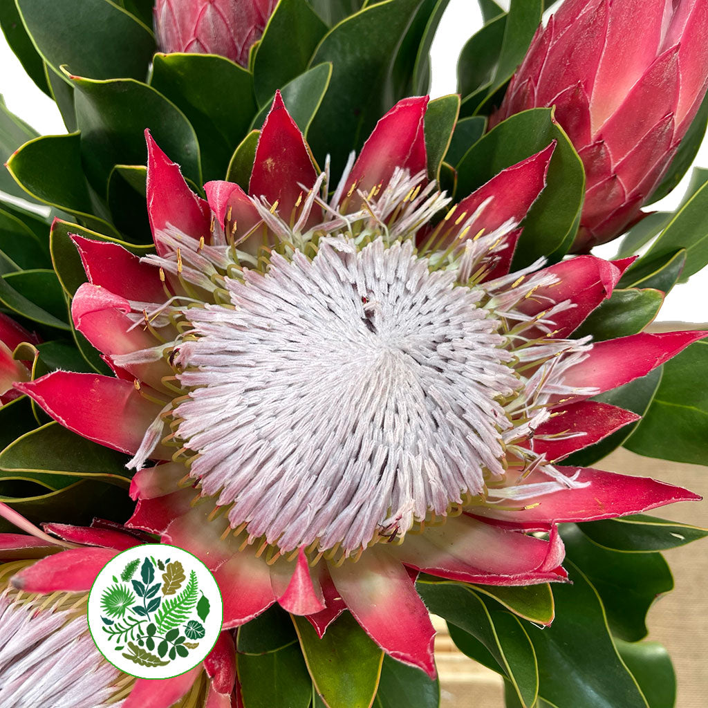 Protea &#39;Cynaroides&#39; (Madiba) (Various lengths)