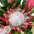 Protea 'Cynaroides' (Madiba) (Various lengths)