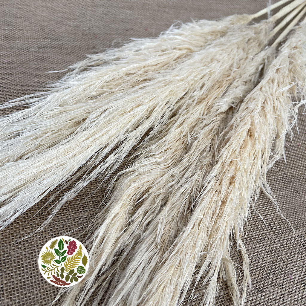 Grass &#39;Pampas&#39; (Evita) (Bleached) (DRY) (Various Sizes)