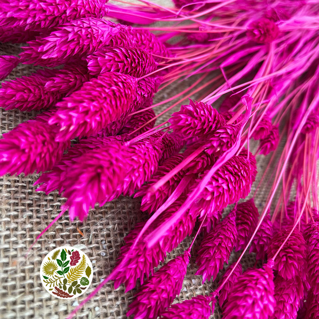 Grass 'Phalaris' (Painted) (DRY) (Various Colours)