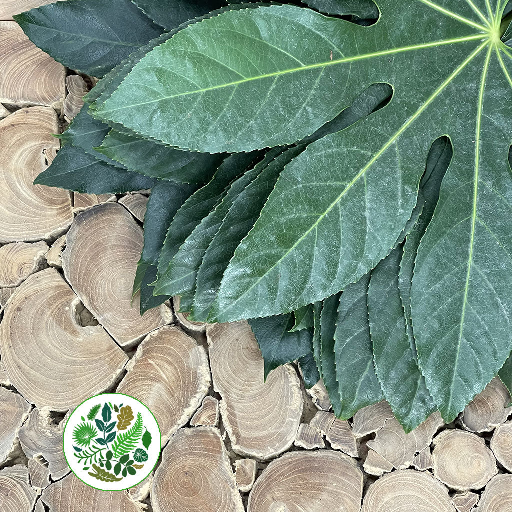 Aralia Leaves &#39;Green&#39; (Various Lengths)