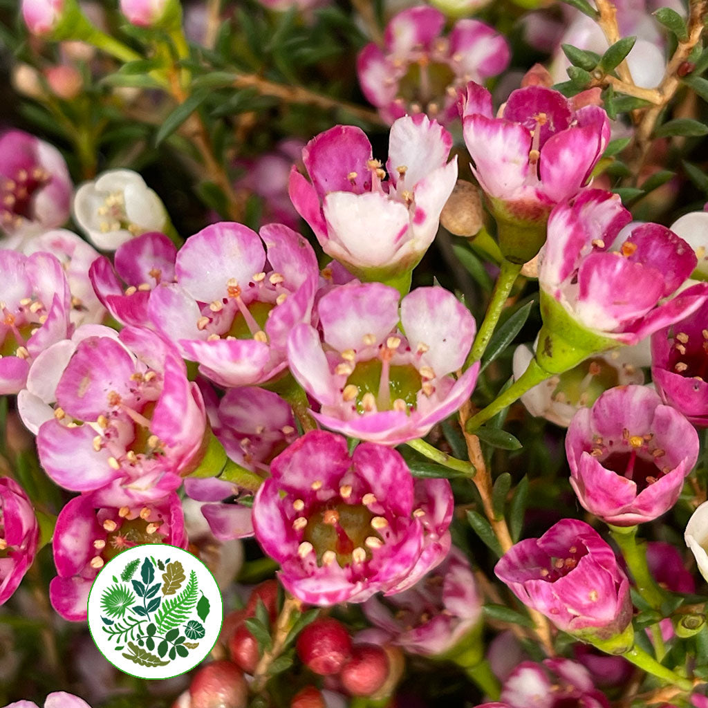 Wax Flower &#39;Ella Roze&#39; (Various Lengths)