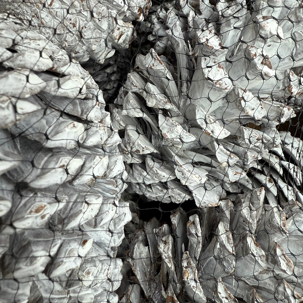 Cones &#39;Maritima&#39; (Painted) 10-14cm (DRY) (Various Colours)