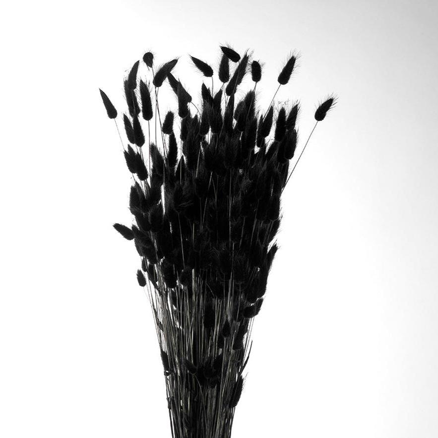 Grass &#39;Lagurus&#39; (Painted/Bleached) (DRY) (Various Colours)