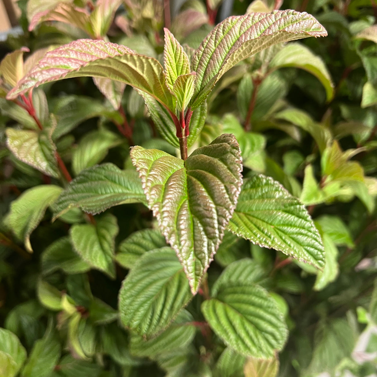 Viburnum &#39;Bodnatense&#39; (Cultivated E) 100cm (x10)