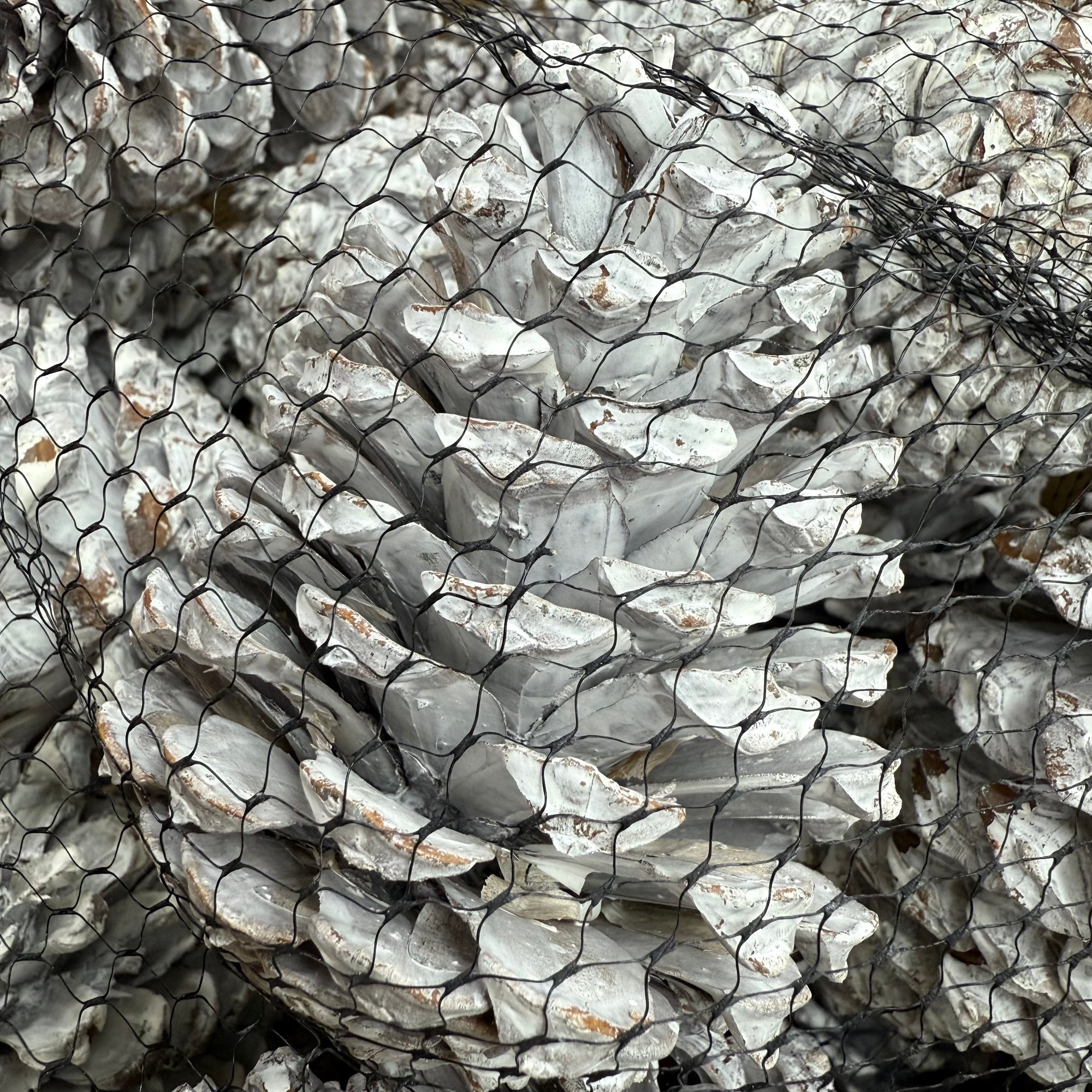 Cones 'Maritima' (Painted) 10-14cm (DRY) (Various Colours)