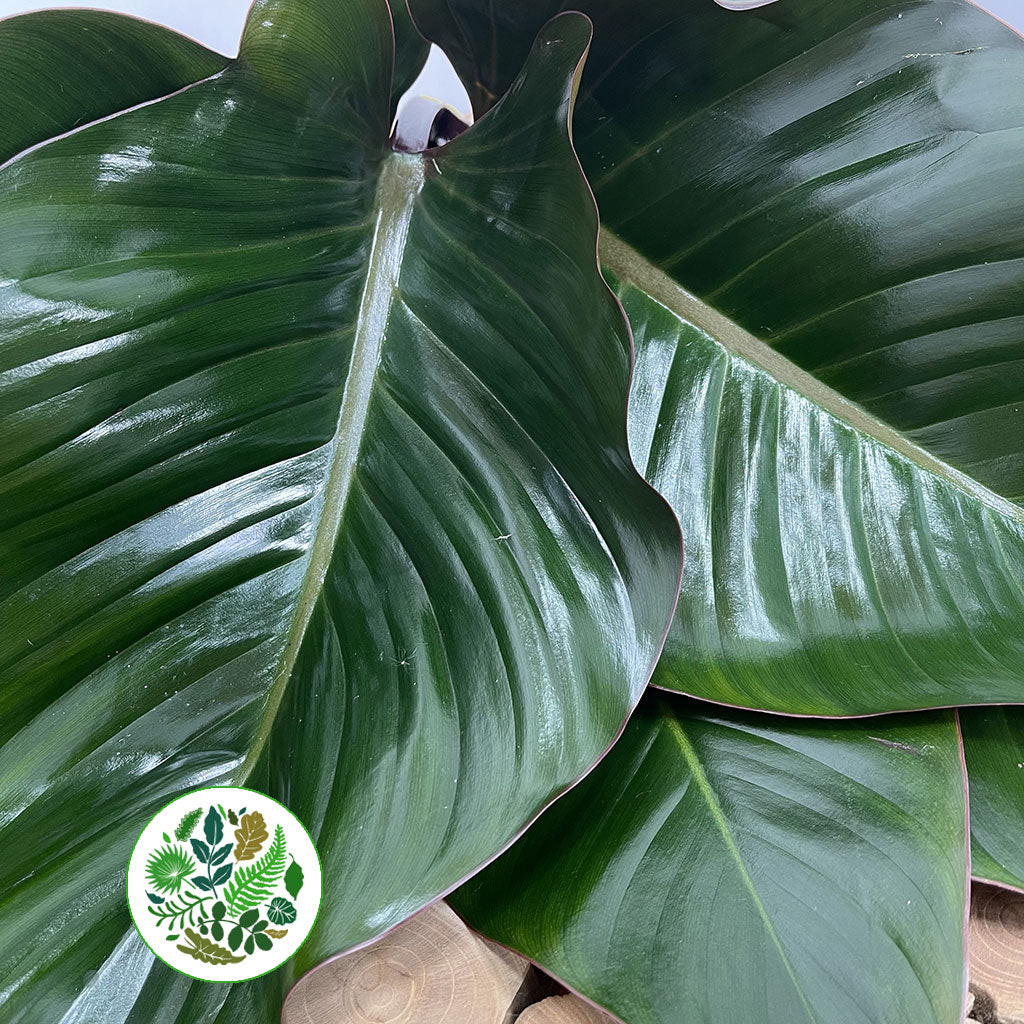 Philodendron Leaves &#39;Red Beauty&#39; (Various Lengths)