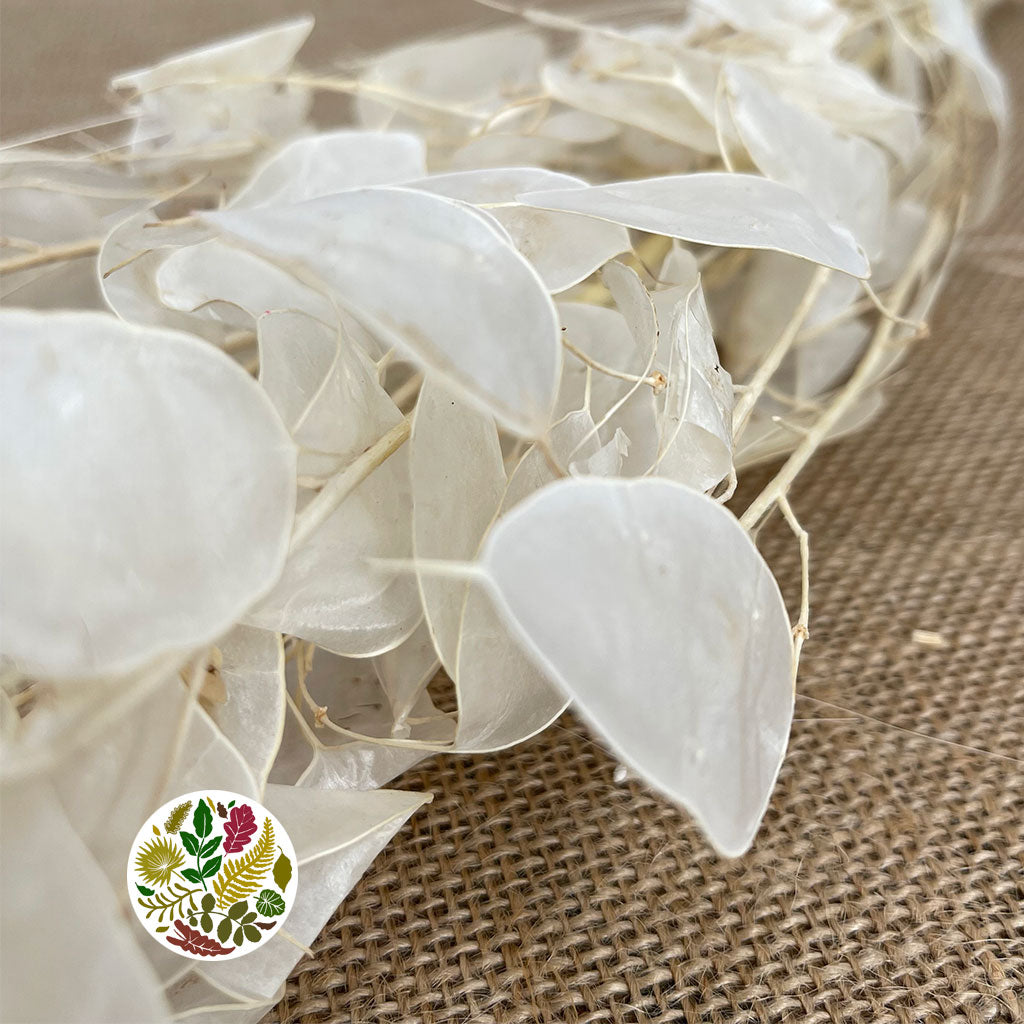 Lunaria &#39;Peeled&#39; (Bleached) (DRY) (Various Sizes)