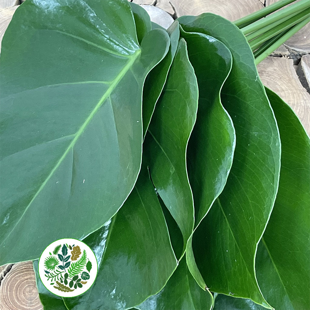 Monstera &#39;Leaves&#39; (Various Sizes)