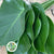 Monstera 'Leaves' (Various Sizes)