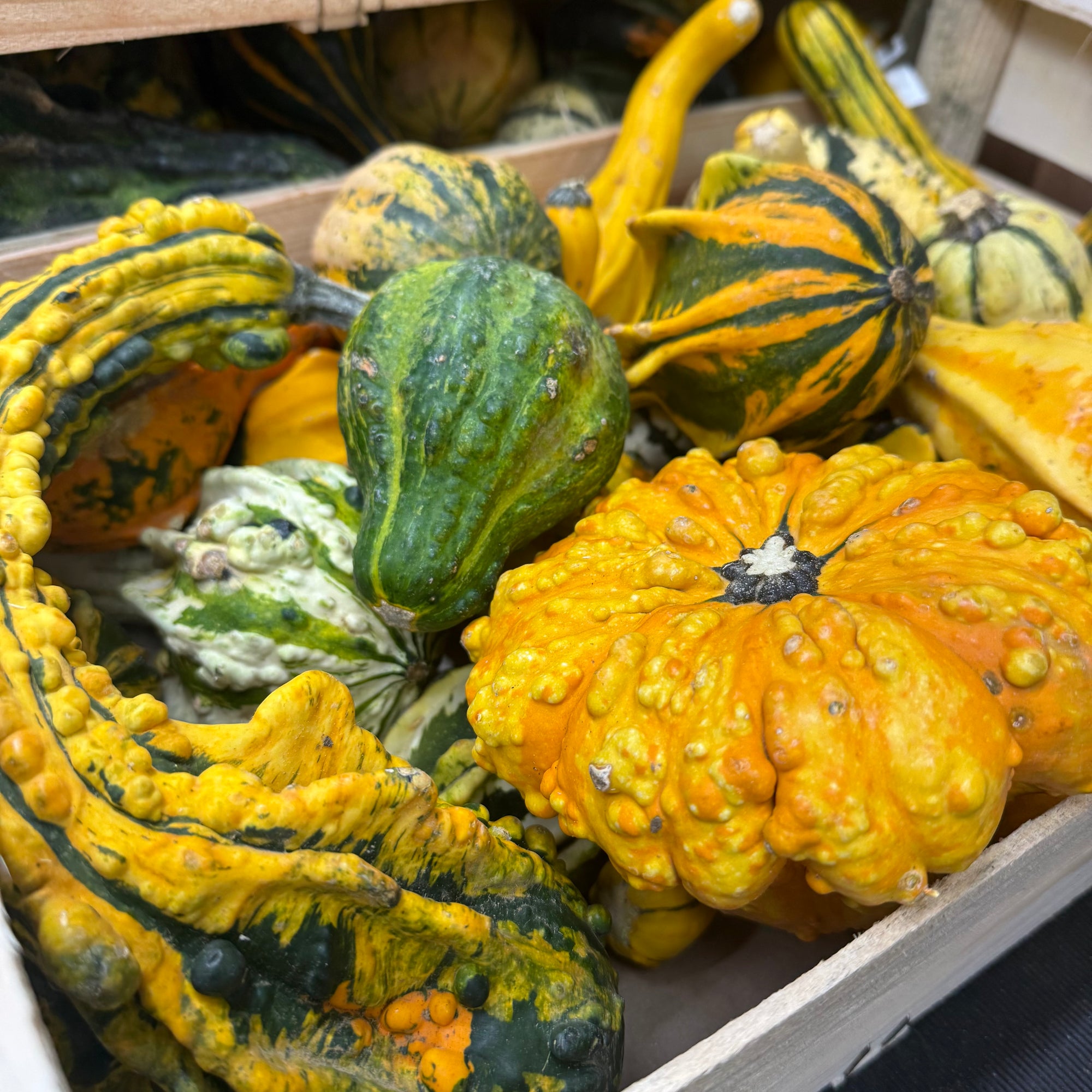 Gourds 'Mix Trays' (Various Types)