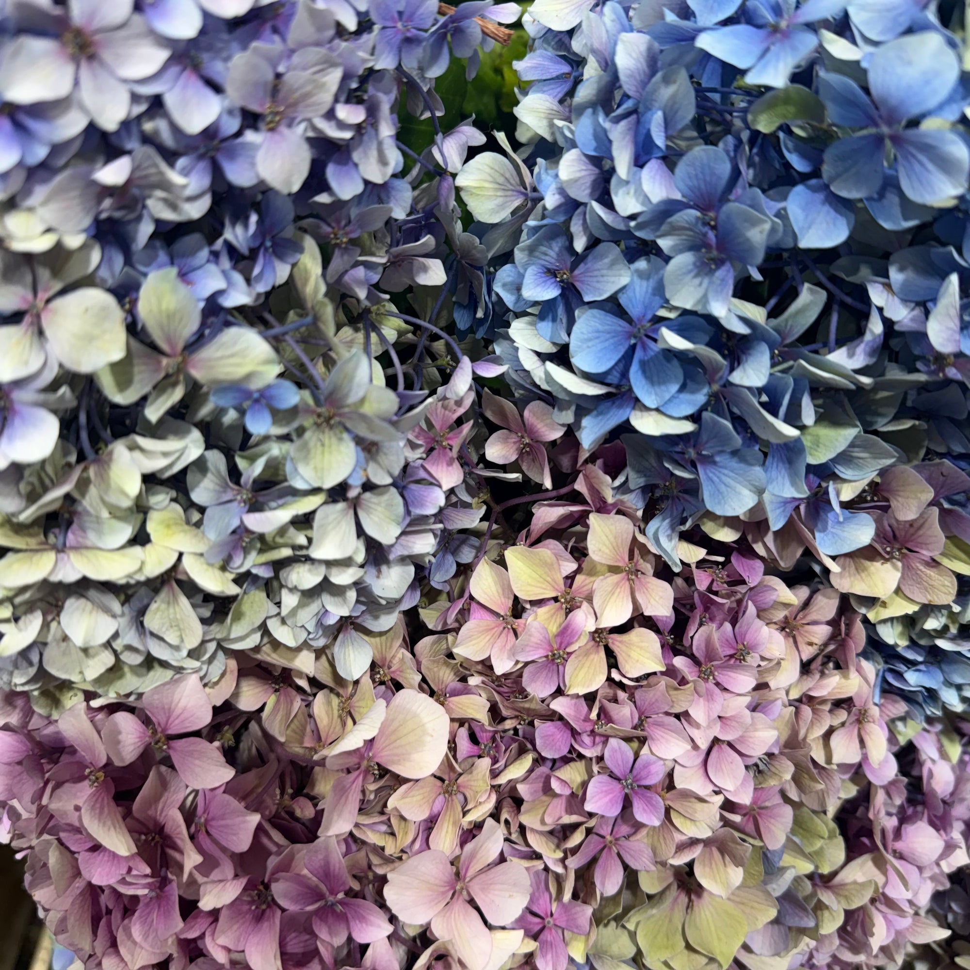 Hydrangea Flower Bundles Wild (English)