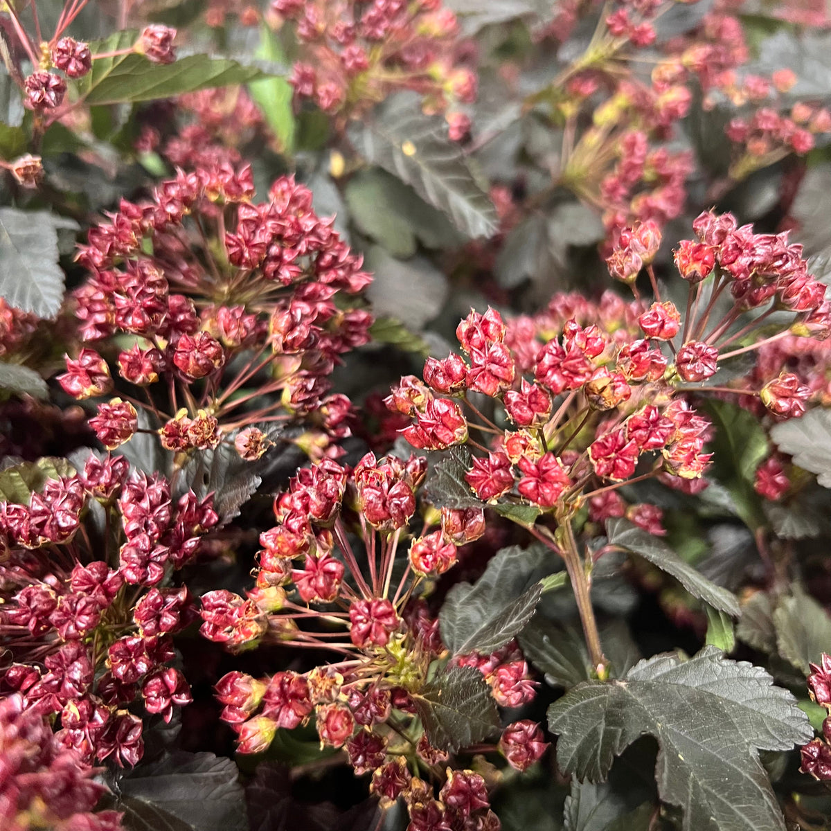 Diablo &#39;Flowering Dark&#39; (Cultivated E) (Various Lengths)