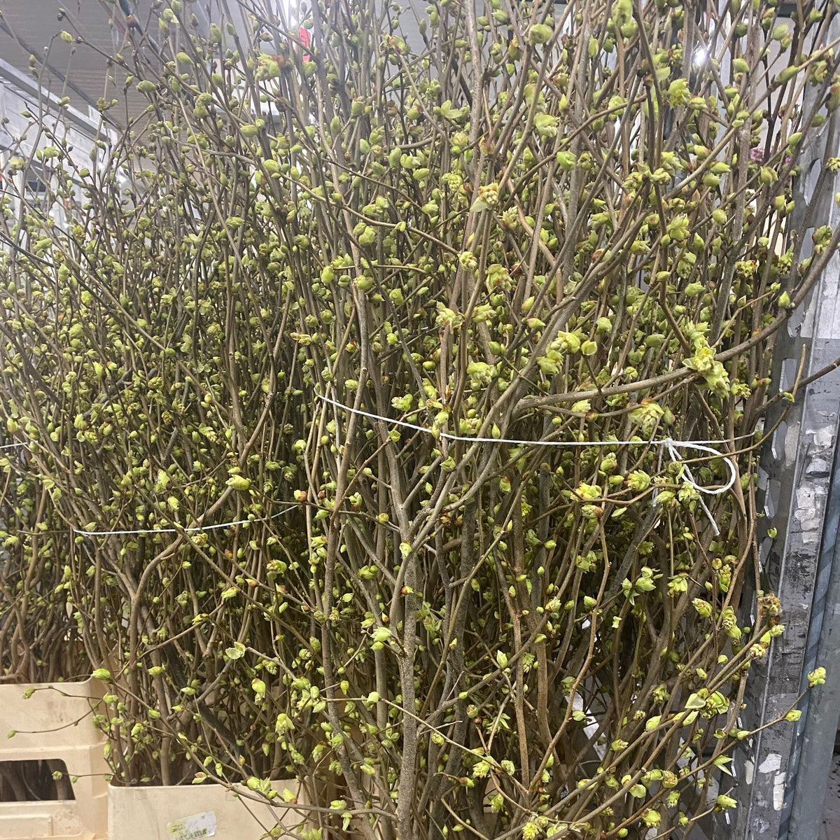 Corylopsis &#39;Witch-Hazel&#39; (Various Lengths)