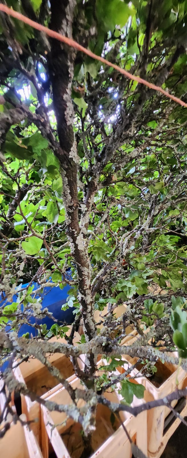 Lichen 'Twigs' (Wild) (Various Sizes)