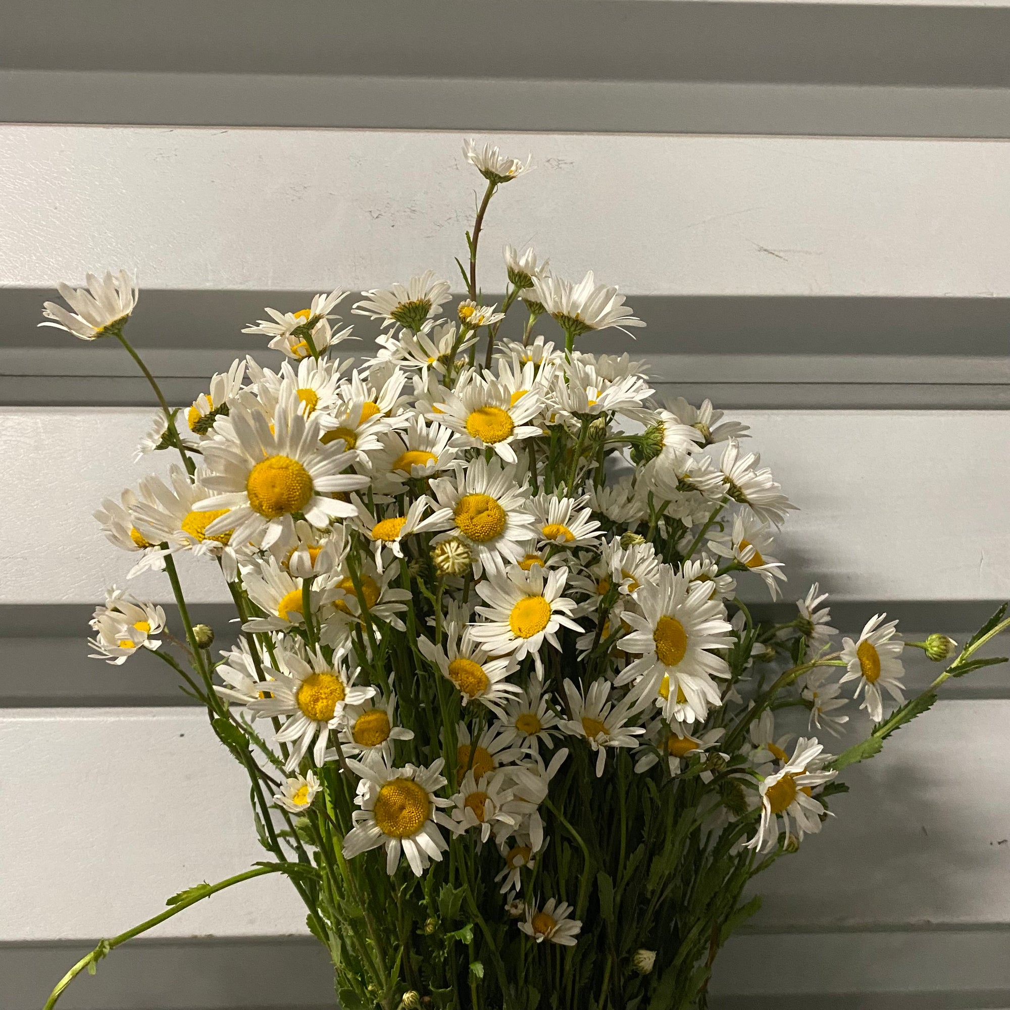 Leucanthemum 'Oxeye Daisy' Wild (Bunches)