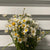 Leucanthemum 'Oxeye Daisy' Wild (Bunches)