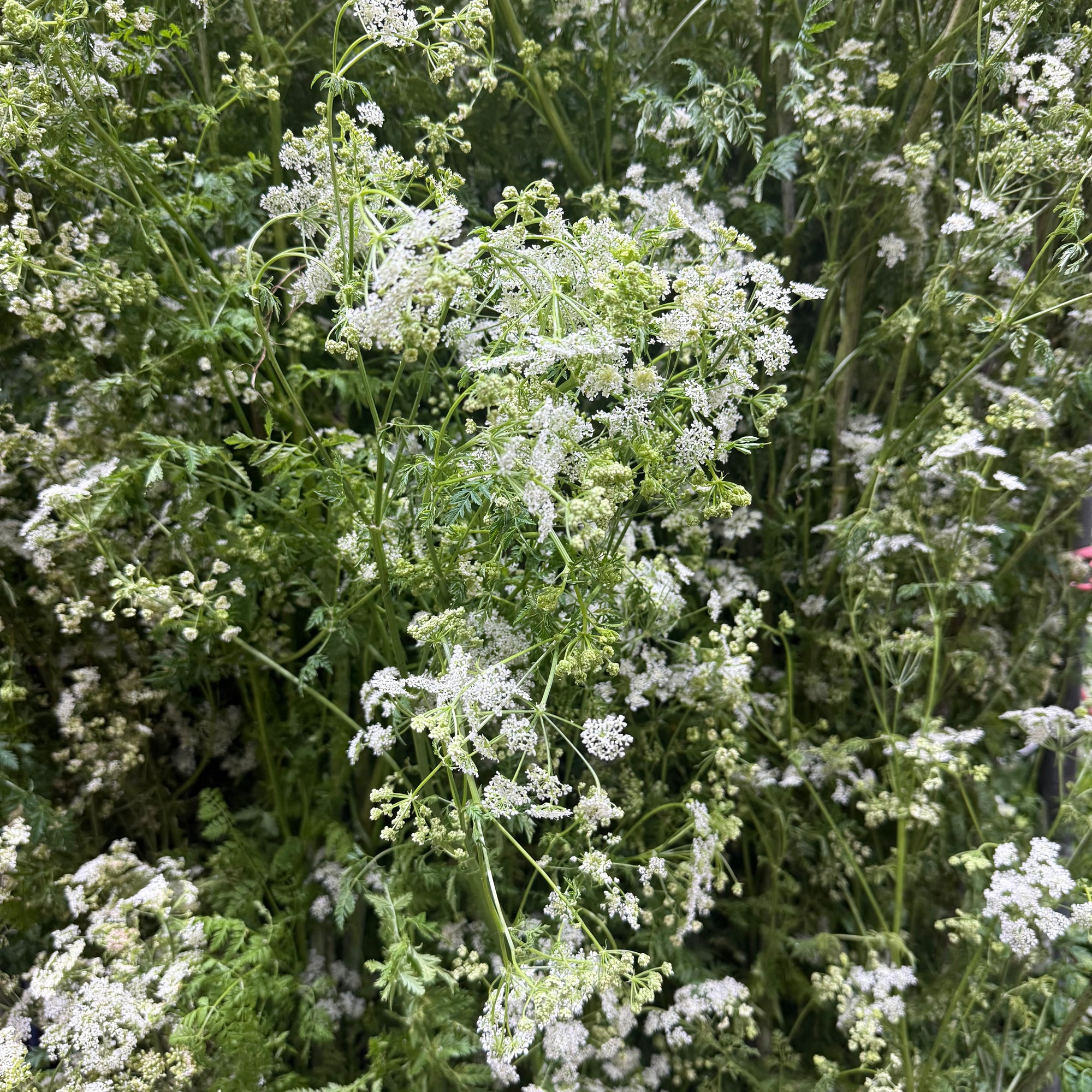 Hemlock (Wild) 'Fresh' (Various Sizes)