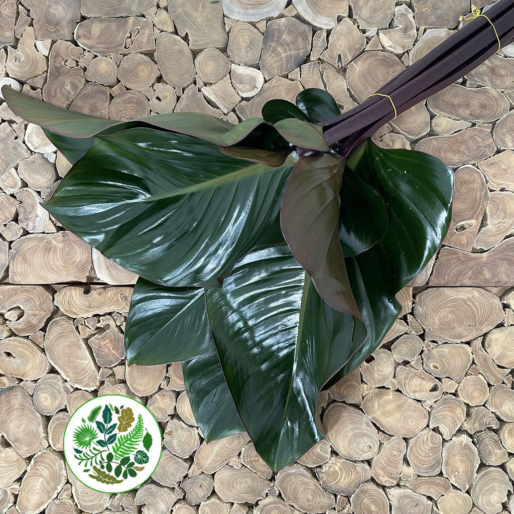 Philodendron Leaves &#39;Red Beauty&#39; (Various Lengths)
