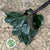 Philodendron Leaves 'Red Beauty' (Various Lengths)