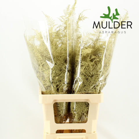 Fern 'Asparagus' (Painted) 85cm (Various Colours) (x50)