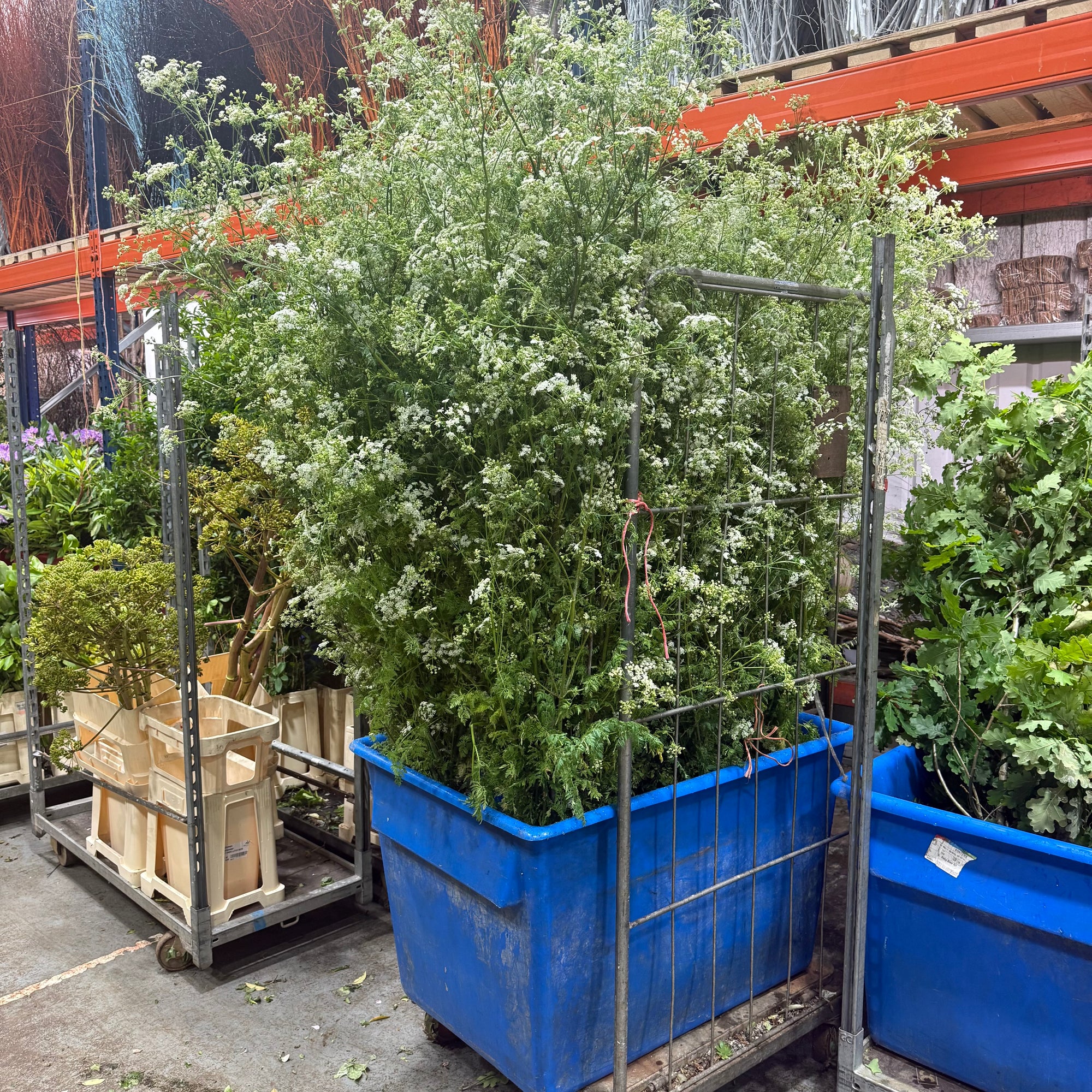 Hemlock (Wild) 'Fresh' (Various Sizes)