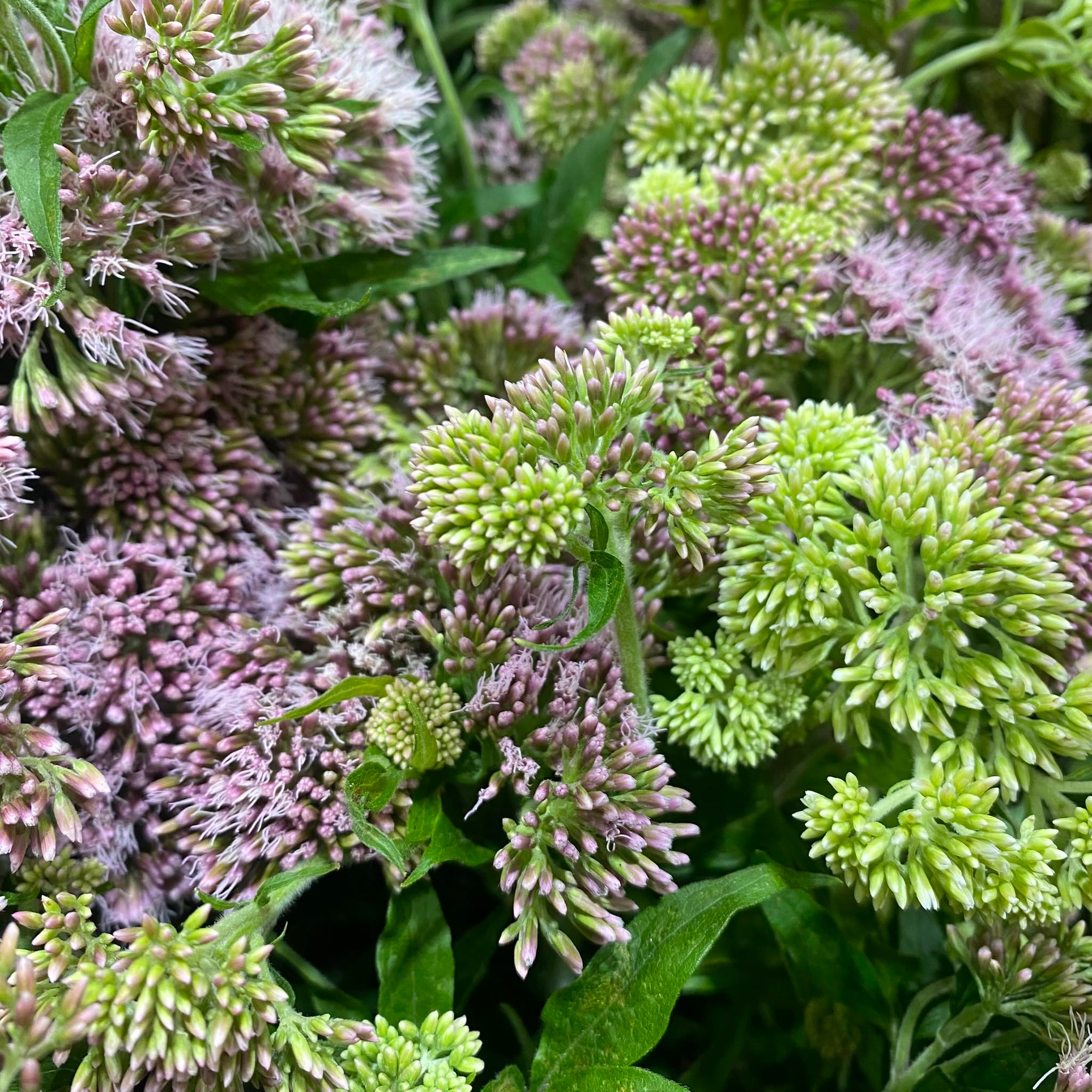 Eupatorium 'Hemp-agrimony' (Wild) (Various Sizes)